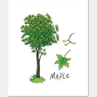 Maple tree Posters and Art